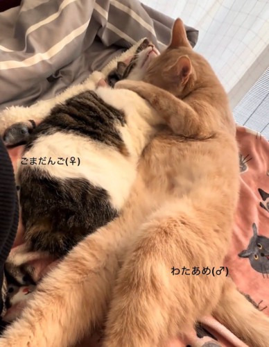 ずっと抱き合う2匹の猫