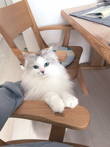 おやつをねだるサイベリアンの猫