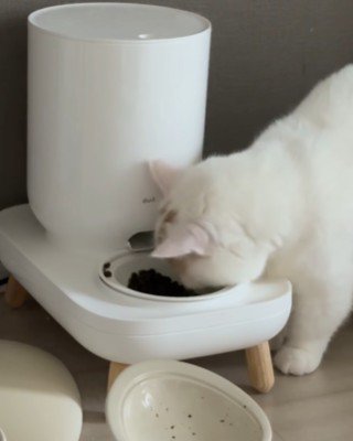 給餌器のボウルでカリカリを食べる猫