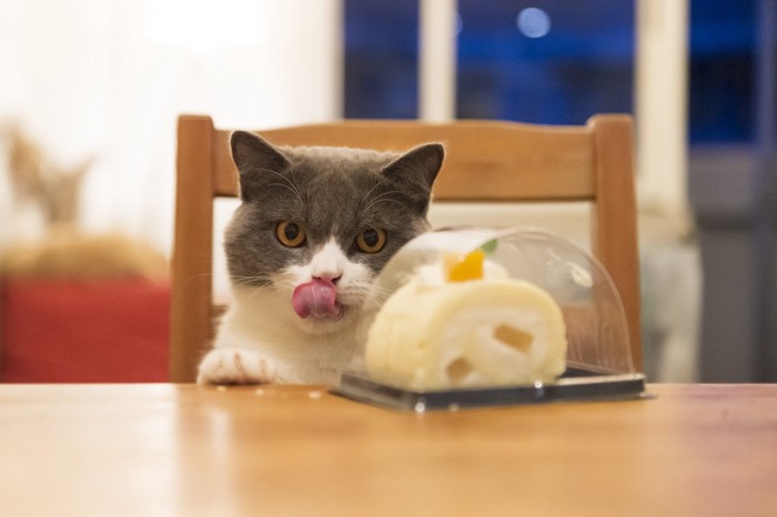 ケーキを見ている猫