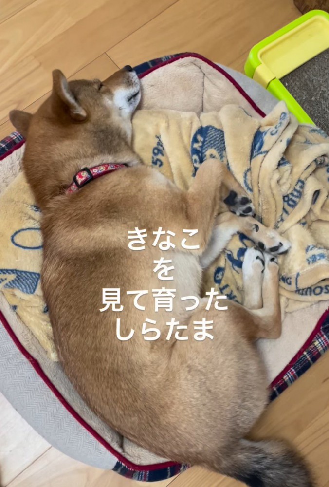 ペット用ベッドの上で眠る犬