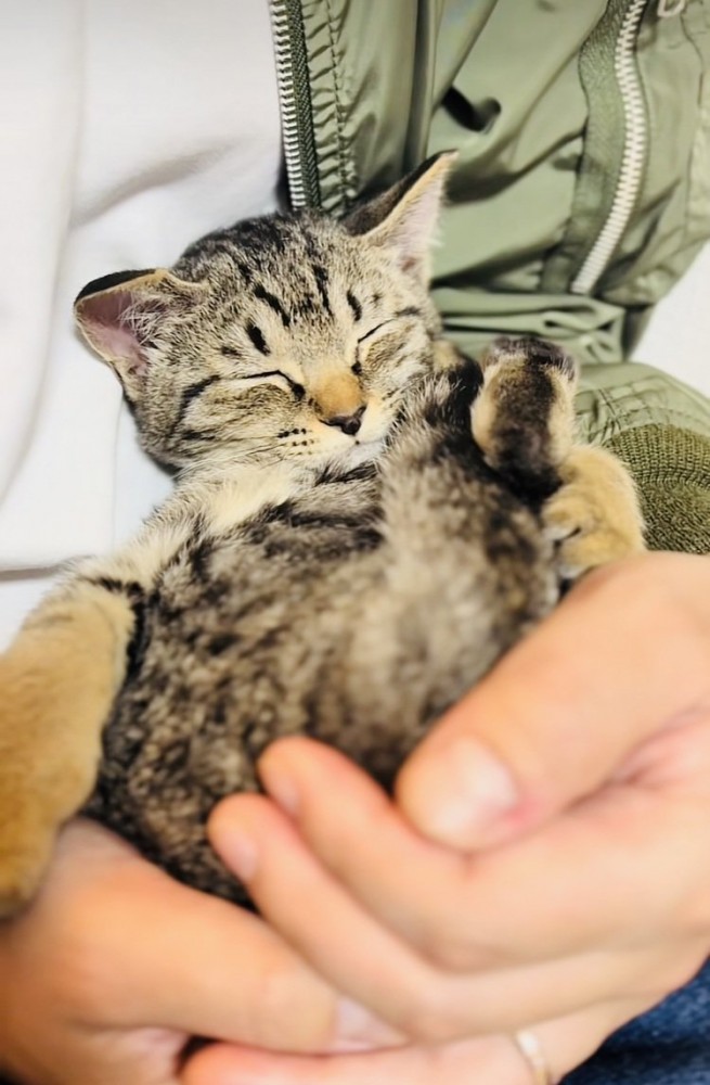 ママに抱っこされて寝る子猫