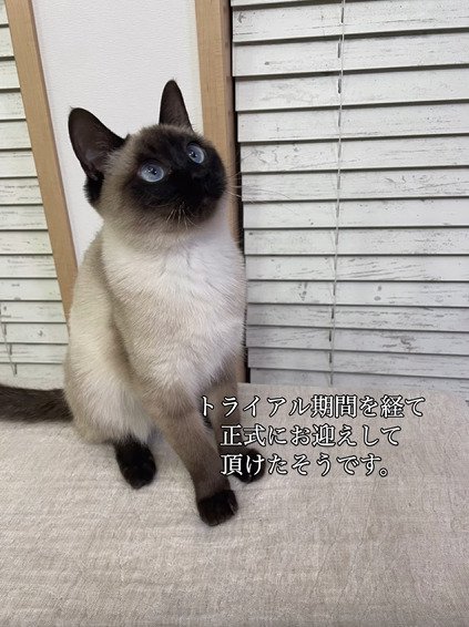 見上げる猫