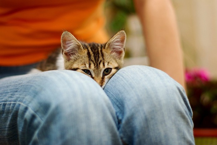 人の膝の上で伏せている猫