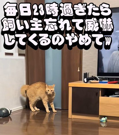 部屋の隅から見つめる猫