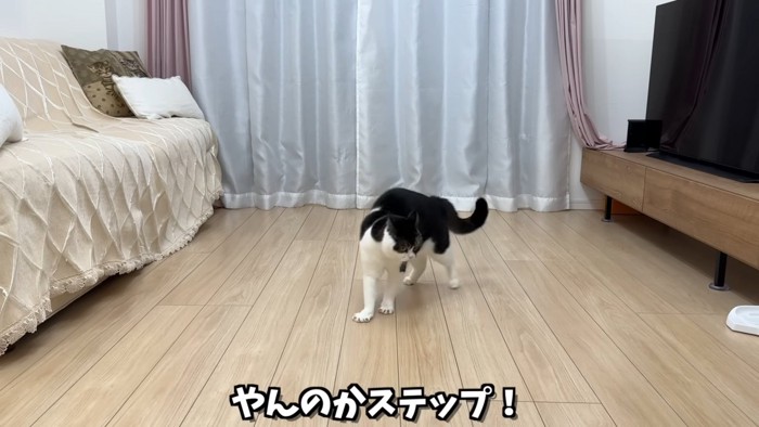 フローリングにいる猫