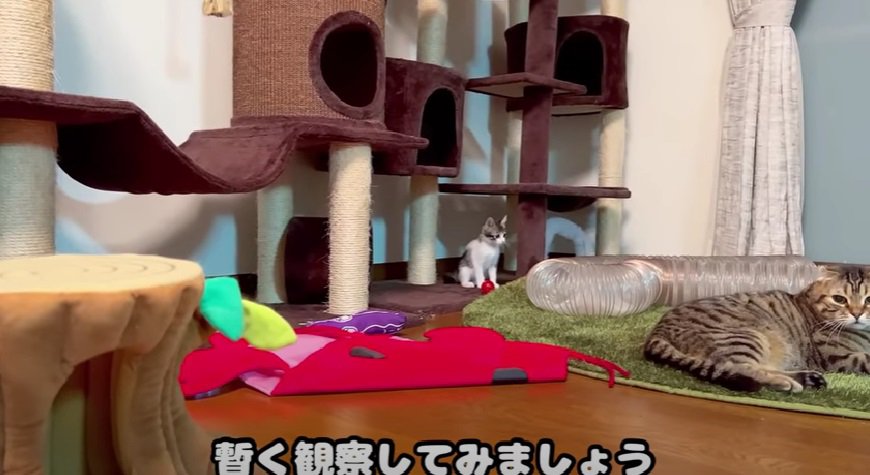 キャットタワーの一番下の段にいる子猫