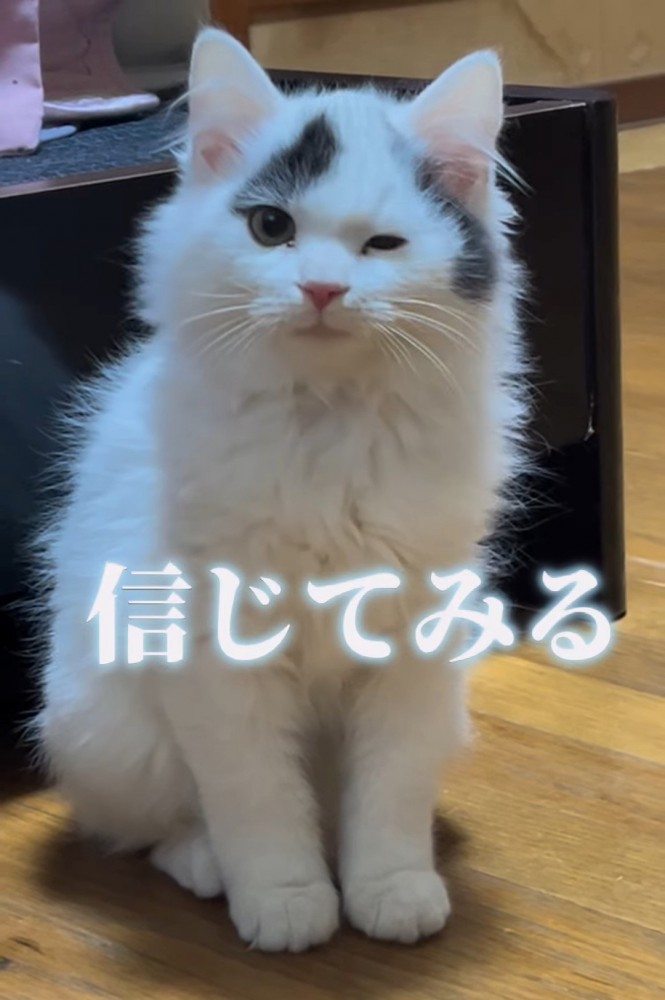 ウインクする子猫