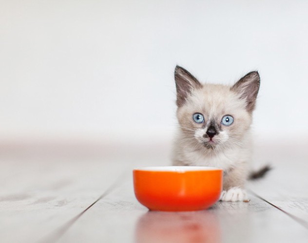 ご飯を食べる子猫