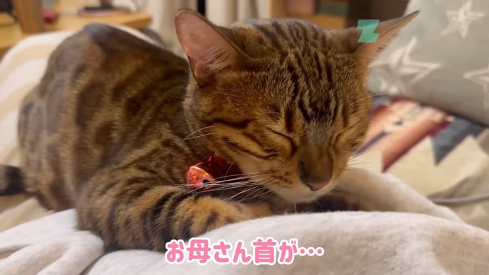 目を閉じる猫