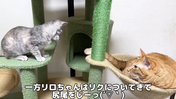 キャットタワーにいる猫と子猫