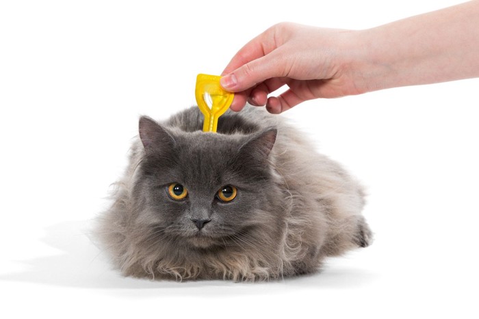 スポット剤を投与される猫