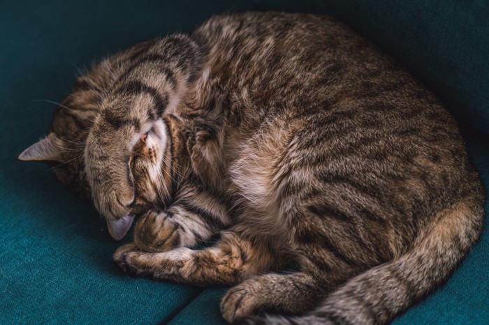 目を隠して眠る猫