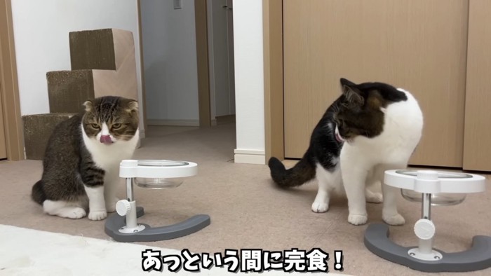 鼻をなめる猫