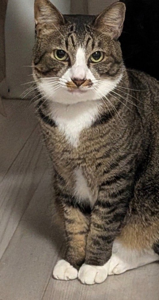 前足を揃えて座るキジ白猫