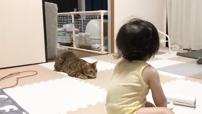 構える猫