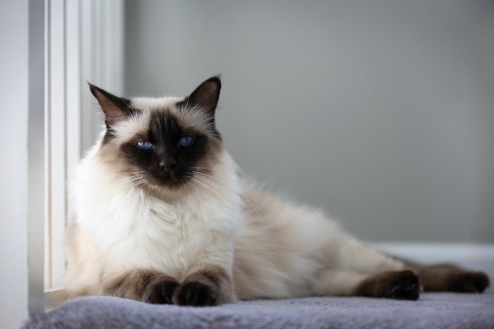 Portrait of an apple-headed chocolate balinese cat.