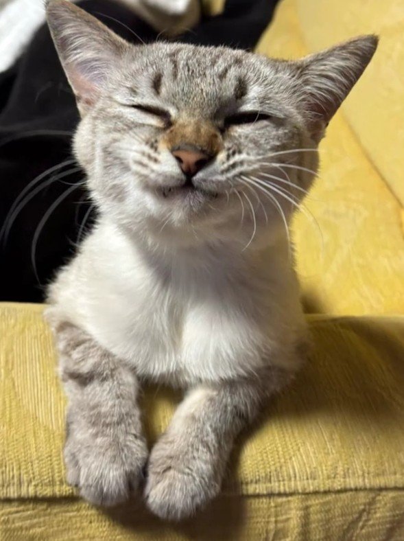 目を閉じている猫