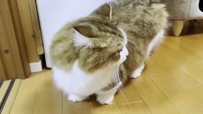 右を見返る長毛猫