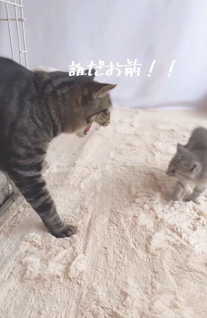 威嚇する猫と驚く子猫