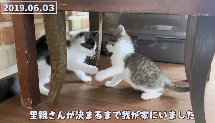 子猫同士でめいっぱい遊ぶ！