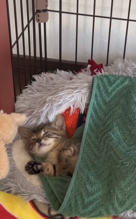 タオルをかけて眠るキジトラ子猫