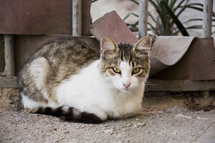 こちらをじっと見つめる猫