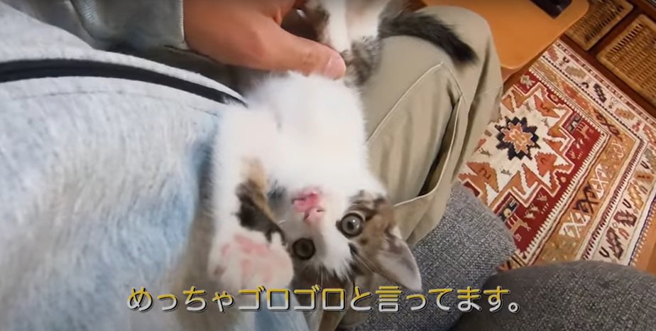 仰向けの子猫