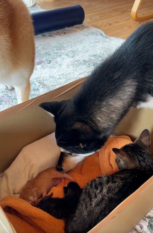 子猫を見守る犬と猫