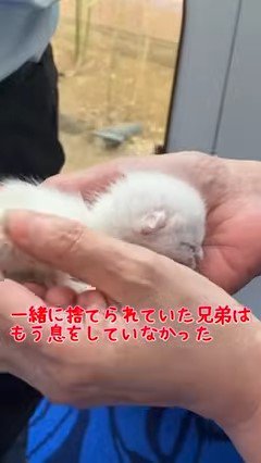 手の中の子猫