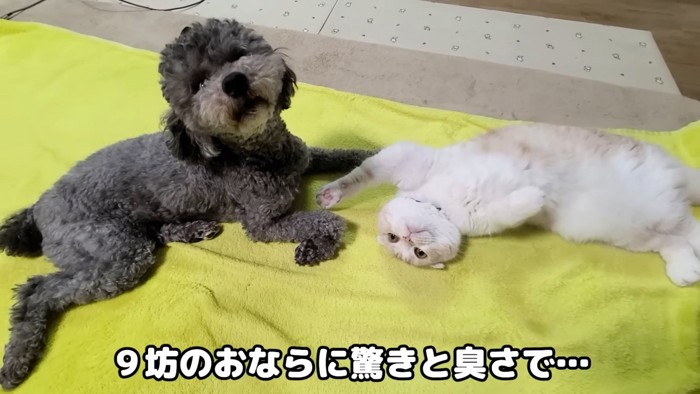 仰向けの猫と見上げる犬