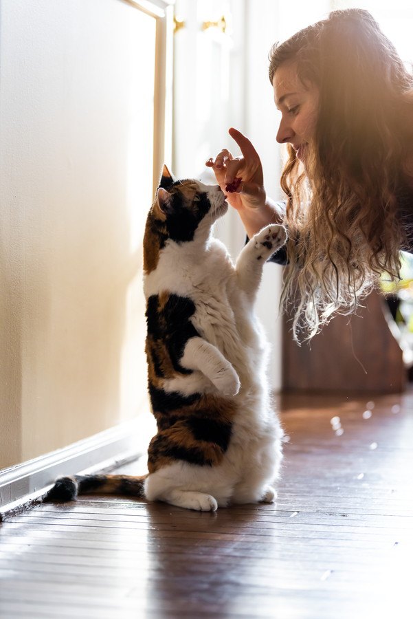 飼い主にお帰りをする猫