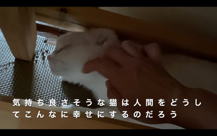 気持ちよさそうな猫