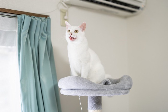 鳴いている猫