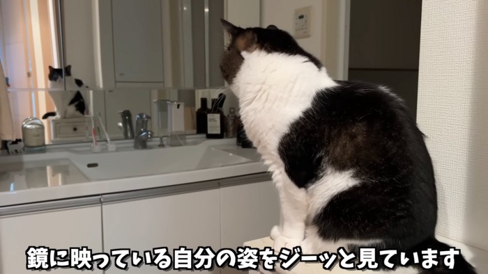 座って鏡を見る猫