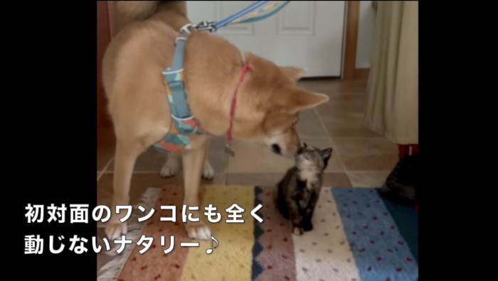 犬と鼻を近づける子猫