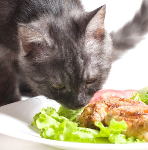 鶏肉のにおいを嗅ぐ猫