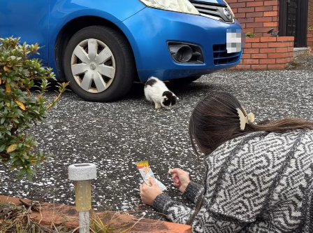 車のそばで地面に置いてあるご飯を食べている猫