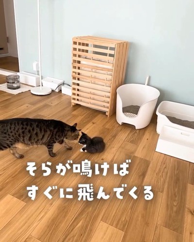 子猫に近づく成猫