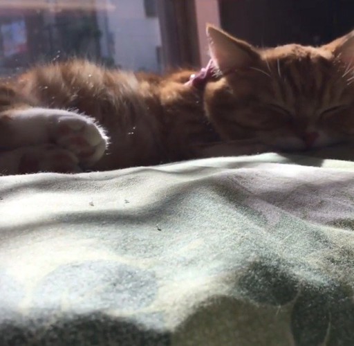 窓辺で昼寝をする猫