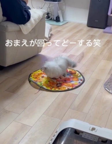 自動猫じゃらしの上で回るミヌエットの姿にツッコミを入れる飼い主