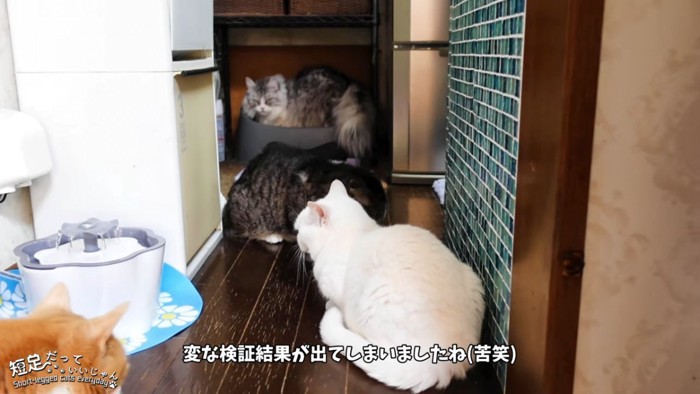 縦に並ぶ猫