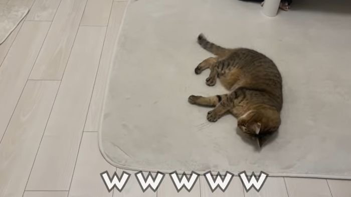 再びリラックスするみにら君