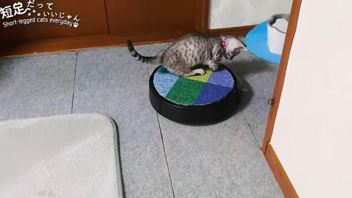 ロボット掃除機に乗る猫の後ろ姿