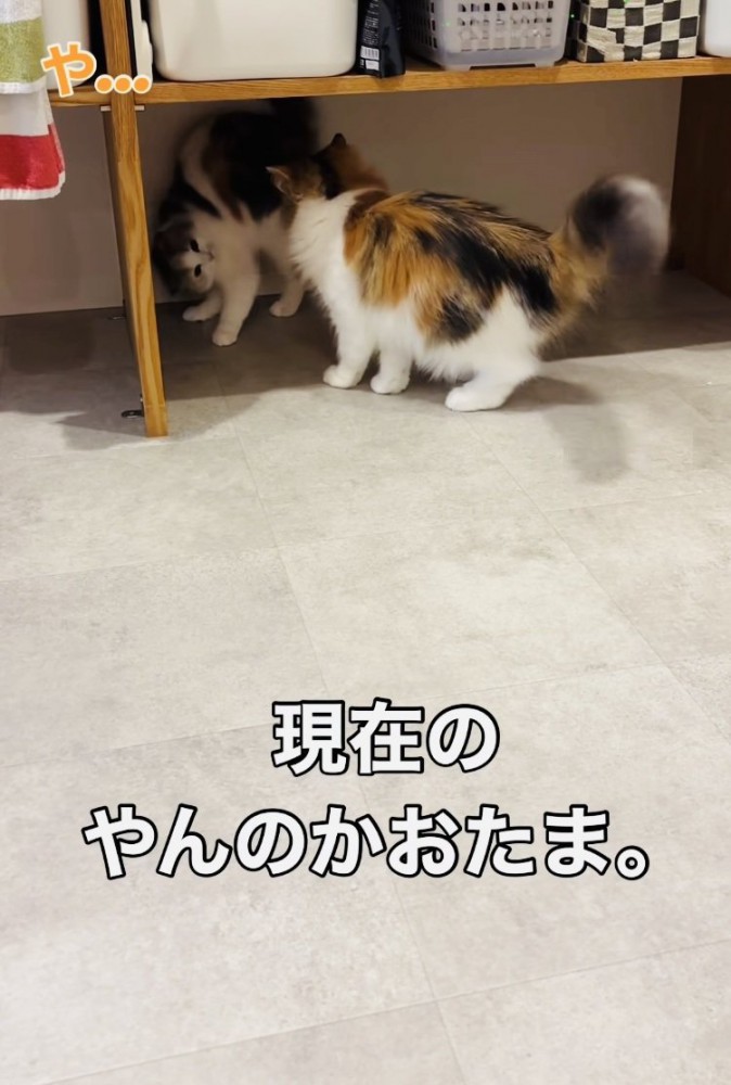 姉猫にニャンプロを挑みながら後ずさる妹猫