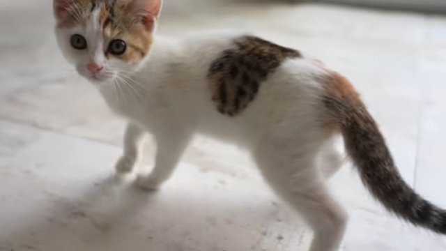 三毛子猫 全身アップ