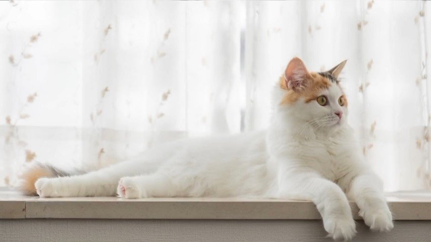 横になる猫