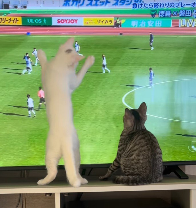 体を広げてテレビ画面を覆う白猫