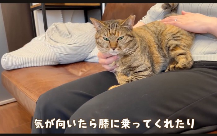 膝の上の猫