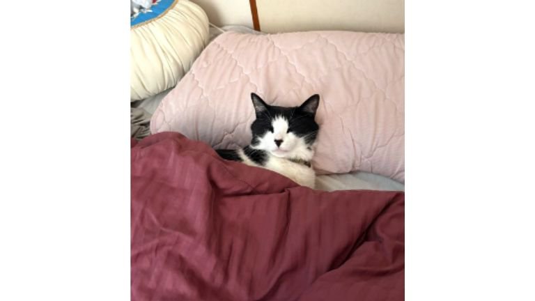 室内にいる猫